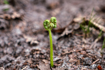 Fern bud, spring/Bourgeon de fougère, au printemps