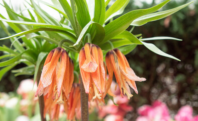 orange flowers of imperial grouse in the garden