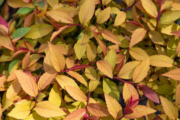 Background of yellow-red leaves.View from above.