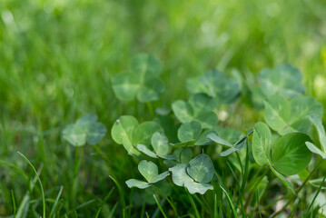 Blurred image of clover leaves against spring greenery on a sunny day.