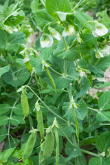Blurred image of a young pea plant with pods. Ecological farming concept.