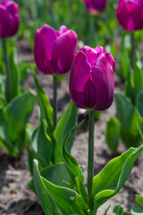 Blurred image of growing tulips with purple flowers.