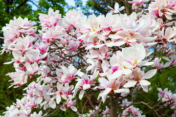 Blooming magnolia tree with large pink flowers warm weather in spring