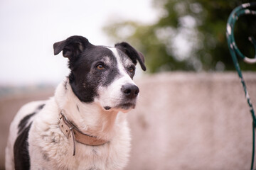 A mature male black and white dog with a vigilant expression