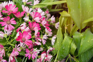 Obraz premium Spring flowers in the pots