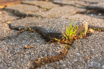 weed on a street in the sunlight