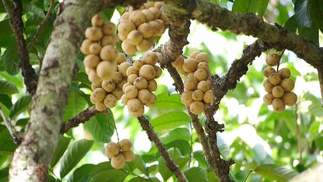 long kong fruit