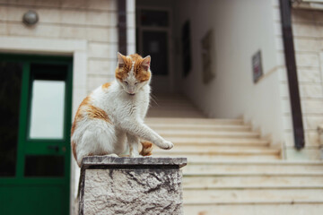 homeless cat of white-red color sits on the railing near the entrance