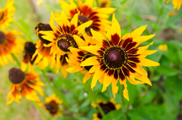 Yellow-brown sunflowers in a spring season at a botanical garden.
