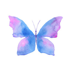 Watercolor butterfly isolated on white. Blue hand painted illustration