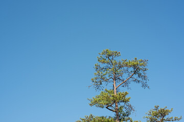 青空と松の木