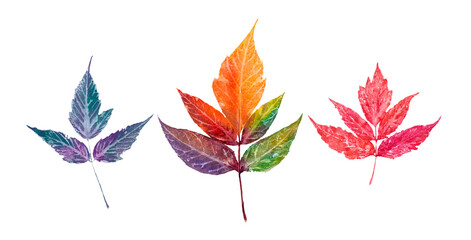 Watercolor multicolor leaf with texture on white background