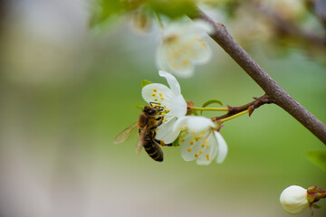 A honey bee takes nectar from a spring flower of a white cherry on a background of flowering and greenery. 