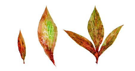 Set of watercolor isolated autumn leaves on white background.