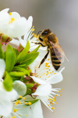 A honey bee takes nectar from a spring flower of a white cherry on a background of flowering and greenery. Close-up