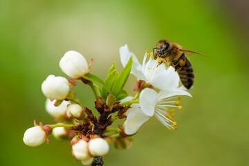 A honey bee takes nectar from a spring white cherry flower. Close-up of an insect on a background of blossom and greenery 