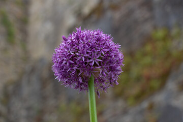 Allium