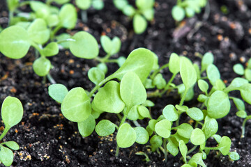 Spring young sprouts of flowers in the soil. Close-up, selective focus