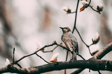 Brown-eared bulbul bird on the Magnolia kobus tree tree branch in the Spring