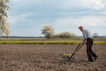 An old man pushes a manual seeder for a beet in front of him. Agriculture, farming, beetroot, vegetable garden