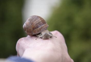 A large snail crawls on the arm of a woman.