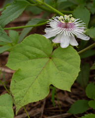 Closeup vertical view of bright white and purple pink flower and leaf of wild passiflora foetida vine aka stinking passionflower outdoors on natural background