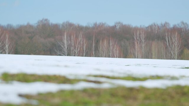 Spring wind blows through green field with crops of wheat or barley. Static.