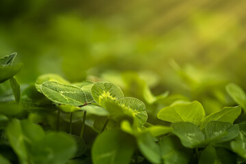 beautiful clover leaves that grow in the spring park illuminated by the rays of the sun