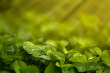 The sun's rays illuminate the clover growing in the park