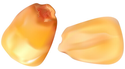 Two Corn Kernels - Colored and Photorealistic Illustration Isolated on White Background, Vector