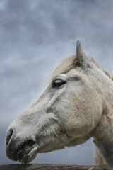 Obraz na płótnie Canvas White Horse Profile Portrait Against The Overcast Sky