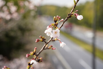 桜