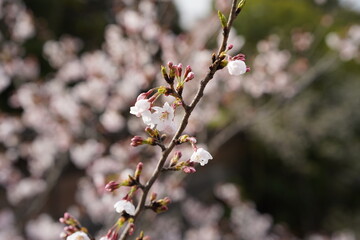 桜
