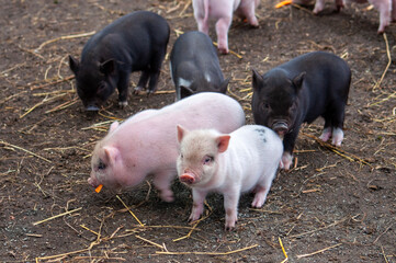 small piglets on the farm