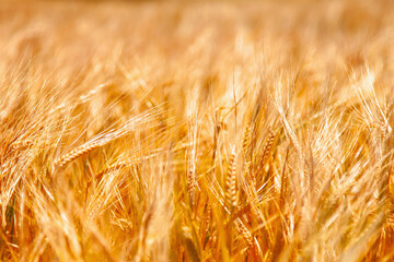 Golden wheat background. Agriculture, farming, agronomy, industry, nature concept.