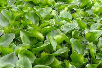 Water hyacinth plant floating on a river
