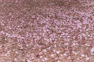 Small pink flowers background
