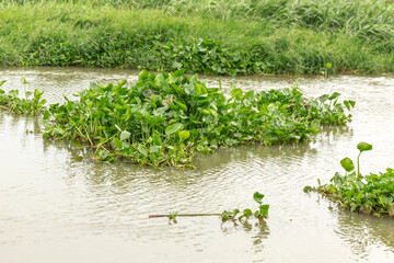 Water hyacinth plant floating on a river
