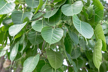Fototapeta na wymiar Bodhi or pho leaves and tree 