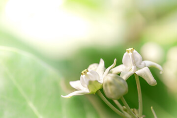 white crown flower or Giant Milkweed close up
