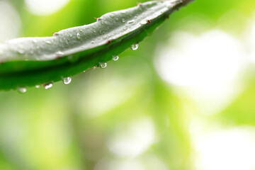 The water droplets on the leaves during the rainy season of the rain forest 
