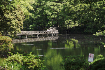 Fototapeta na wymiar Park with pond and forest 