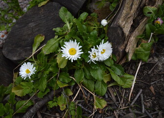 White and yellow daisy Bellis perennis flowers, in a garden on a spring day © Елена елистратова