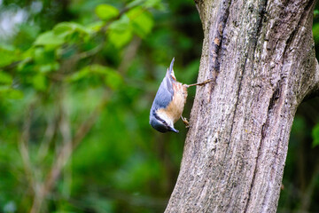 Boomklever - Nuthatch