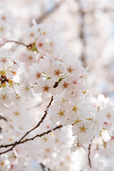 White and pink cherry apple blossoms on a sunny day with blue sky closeup. Rejuvenation spring awakening to a new life during easter time