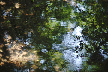 Park with pond and forest