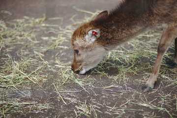 Cervus nippon Deer in a zoo