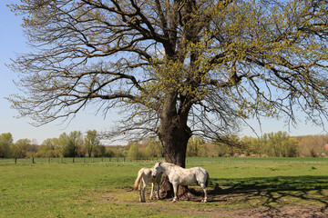 Frühling im westfälischen Lippetal
