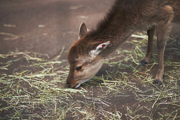 Cervus nippon Deer in a zoo