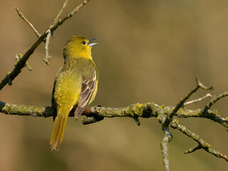Orchard Oriole female yellow bird Cute bird on a branch 